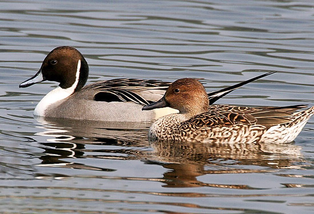 Northern Pintail reference