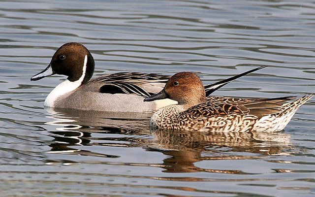 Northern Pintail reference