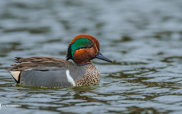 Green-winged Teal reference