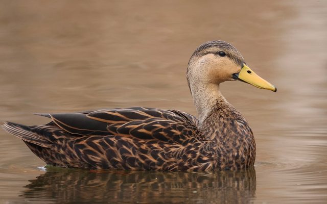 Mottled Duck reference