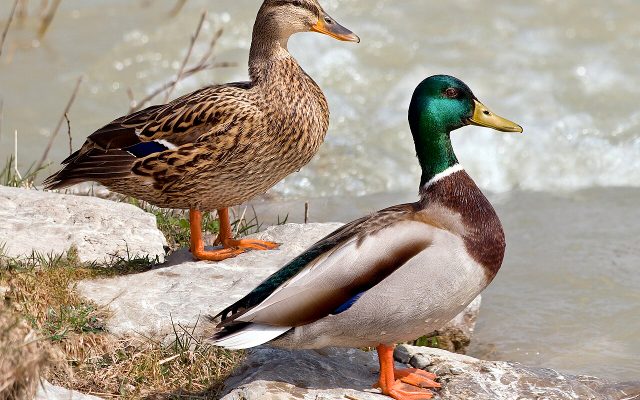 Mallard reference