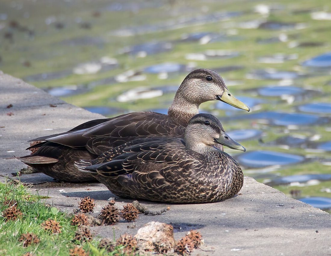American Black Duck reference