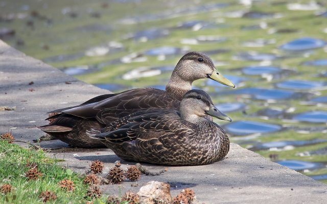 American Black Duck reference