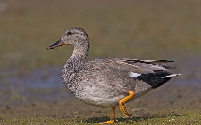 Gadwall reference