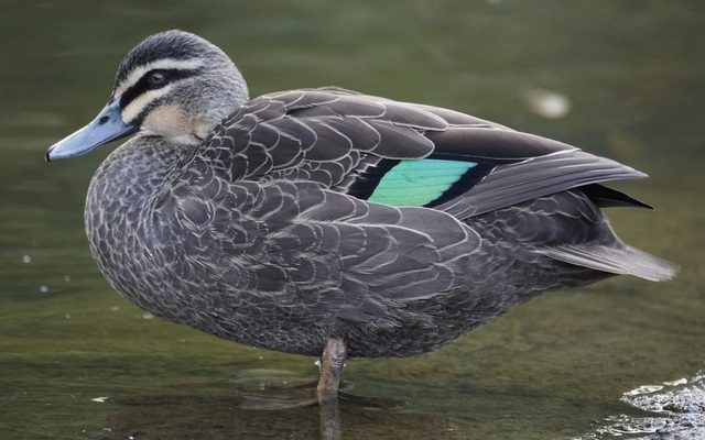 Pacific Black Duck reference
