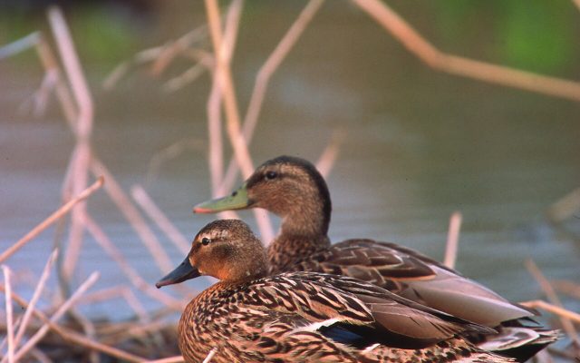 Hawaiian Duck reference