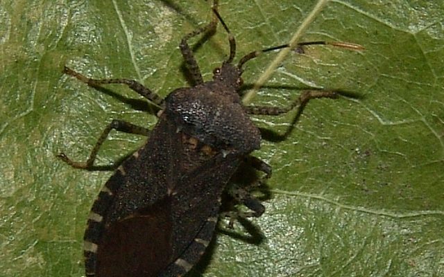 Horned Squash Bug reference