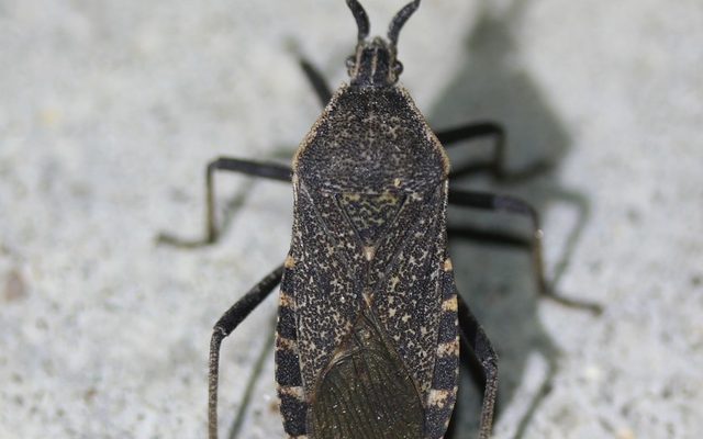 Squash Bug reference