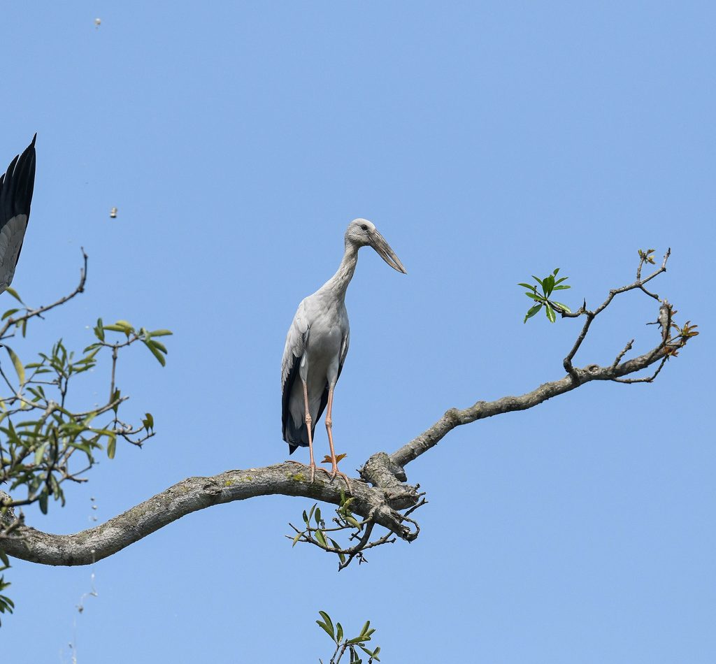 Asian Openbill reference