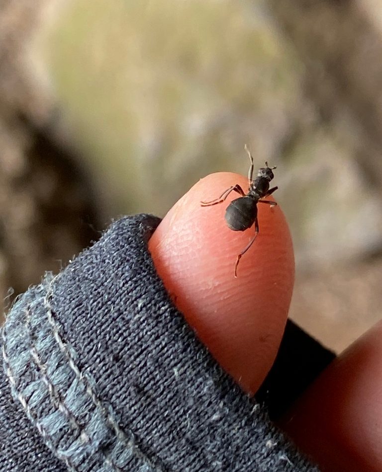 Subantarctic Wingless Fly reference