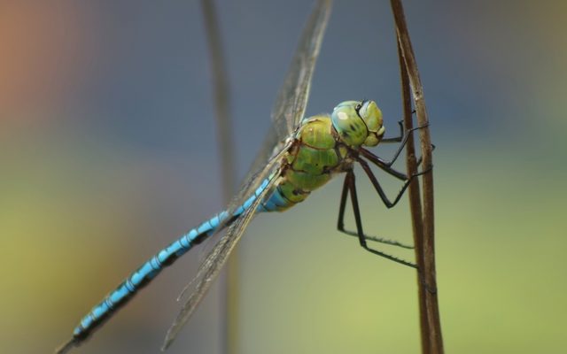 Emperor Dragonfly reference