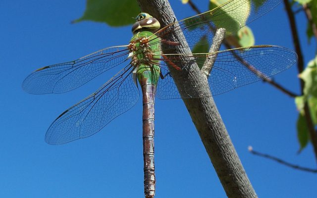 Common Green Darner reference