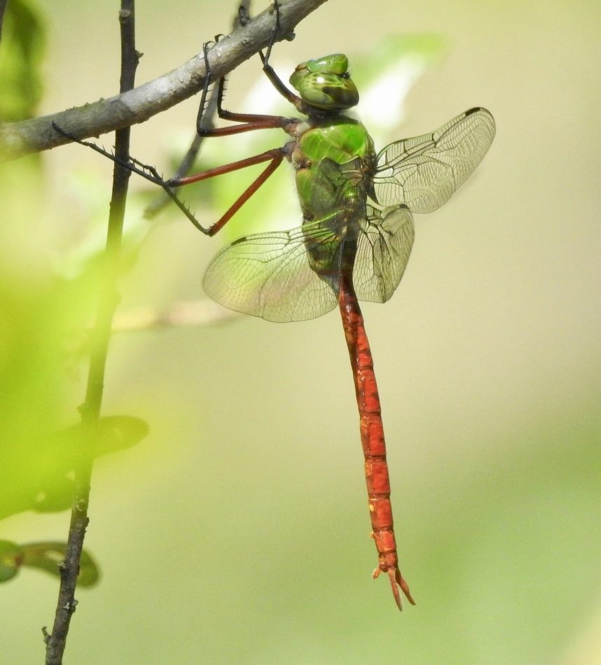 Comet Darner reference