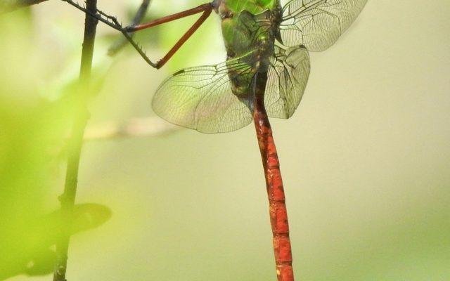Comet Darner reference