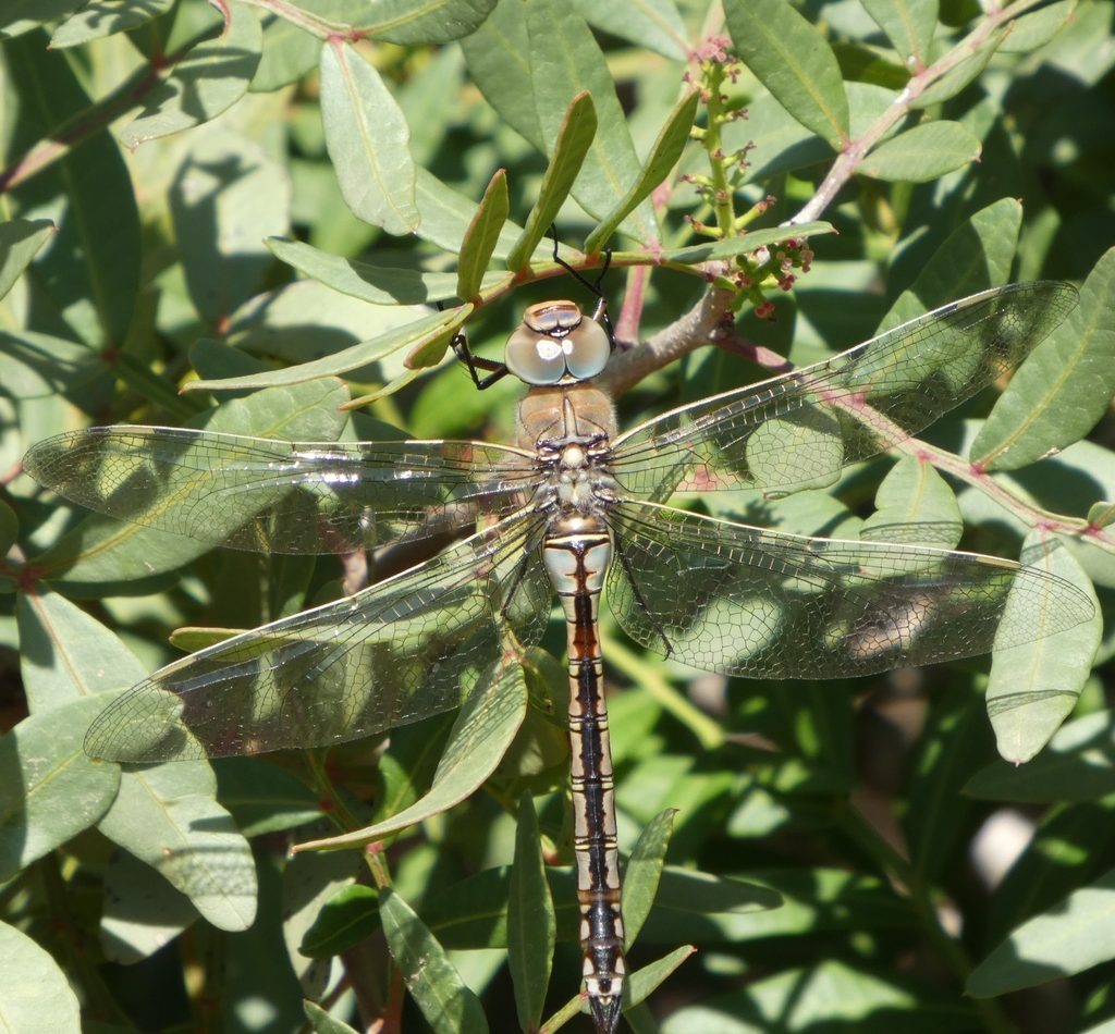 Lesser Emperor Dragonfly reference