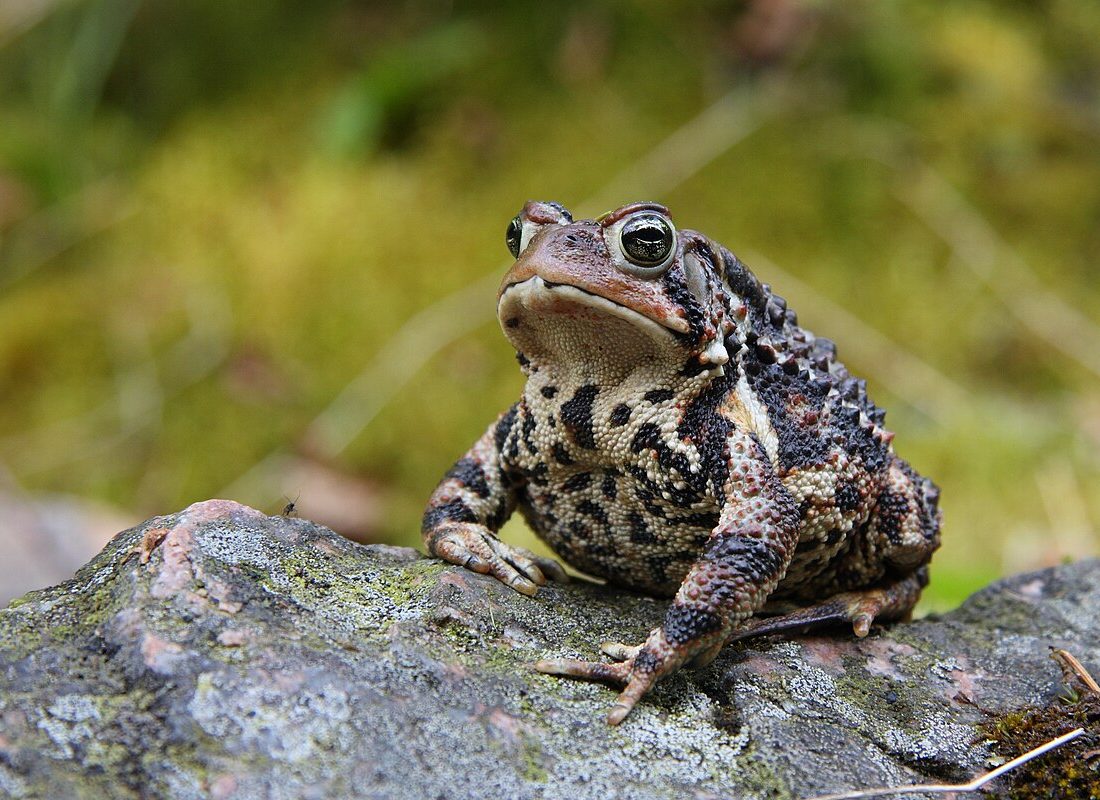 American Toad reference