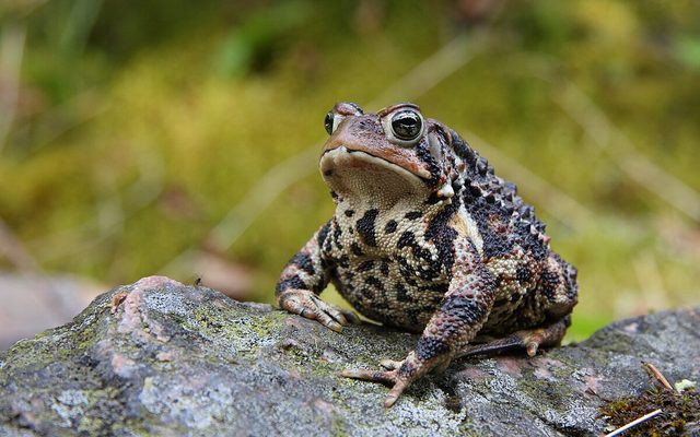 American Toad reference