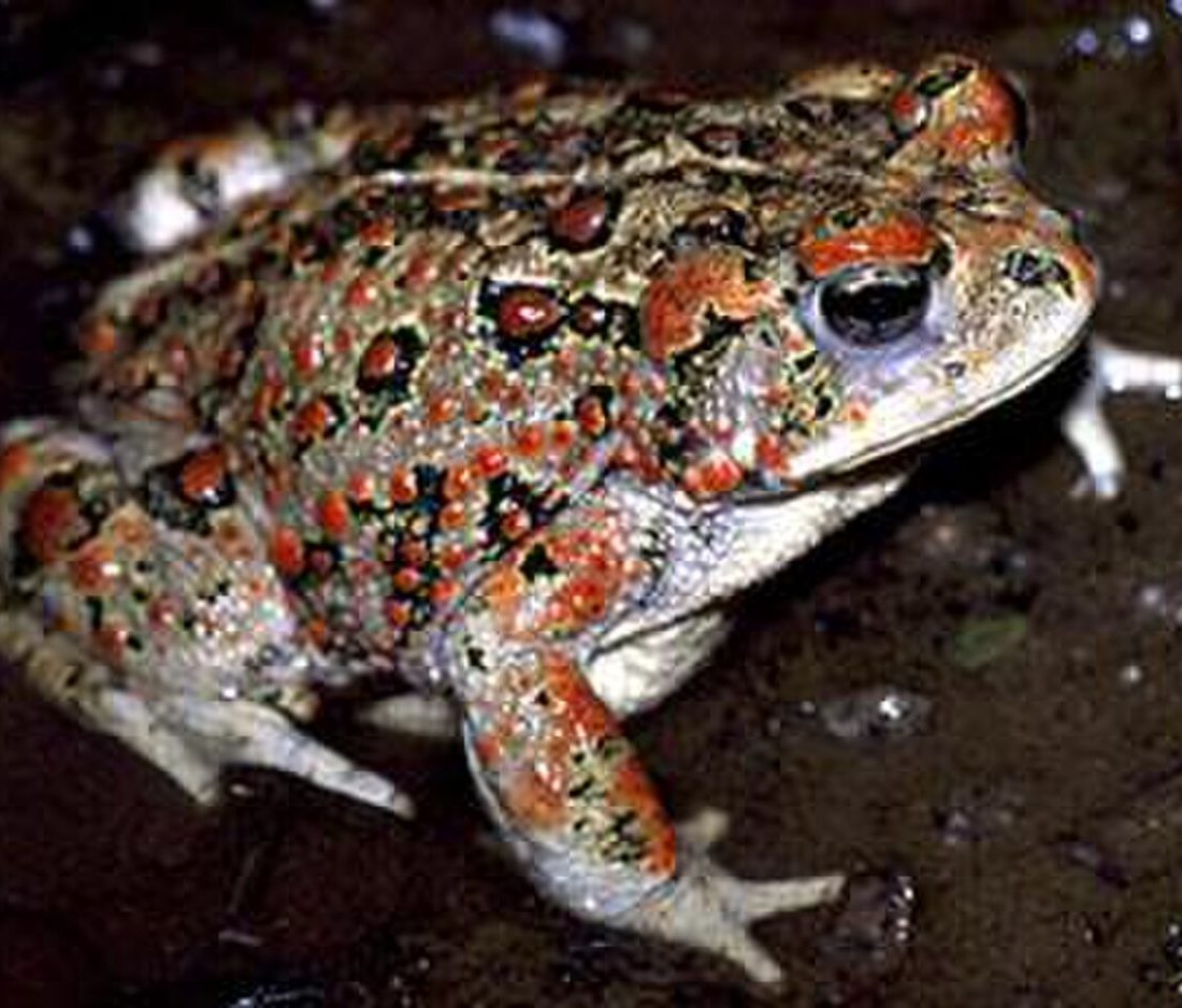 Western Toad reference