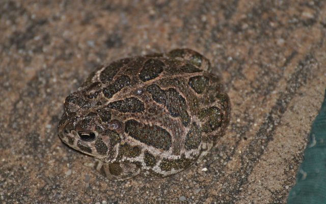 Great Plains Toad reference