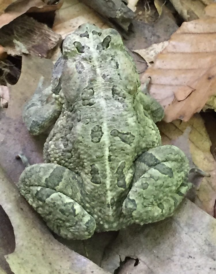 Fowler's Toad reference
