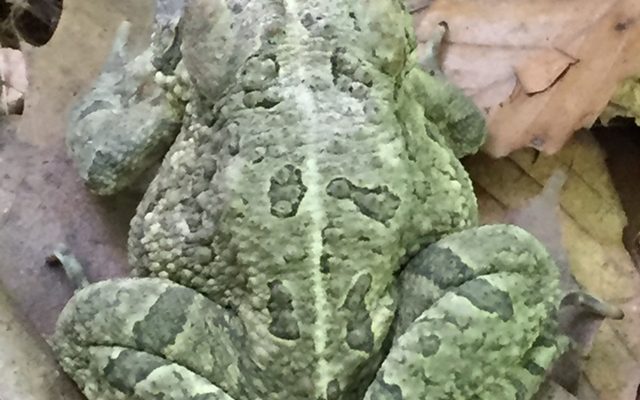 Fowler's Toad reference