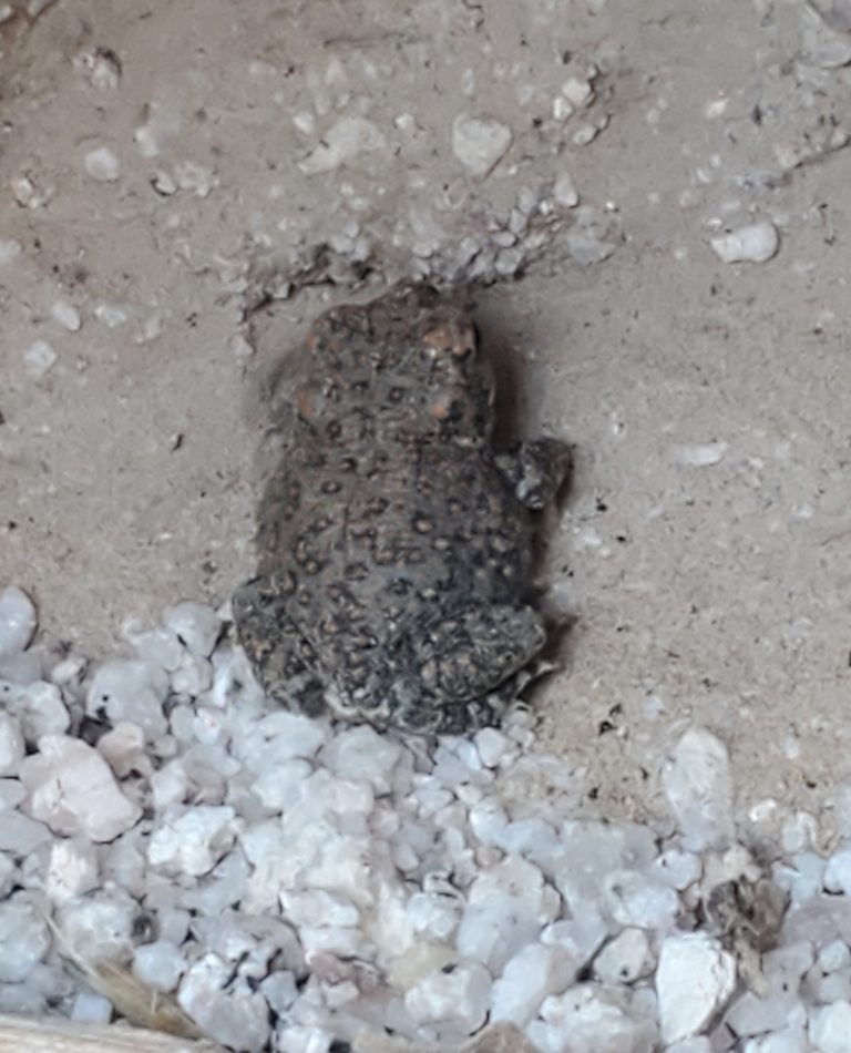 Red-spotted Toad reference