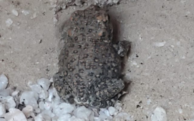 Red-Spotted Toad reference