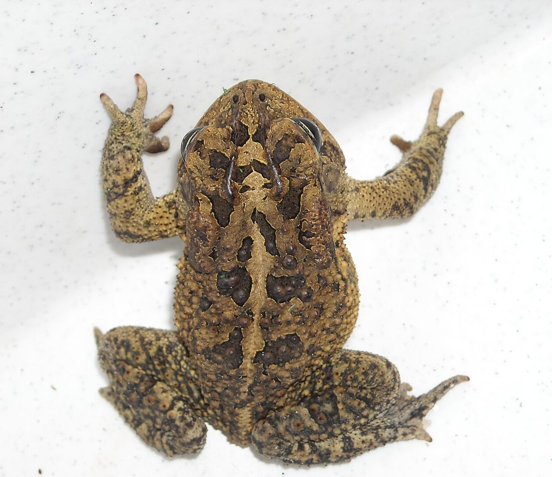 Southern Toad reference