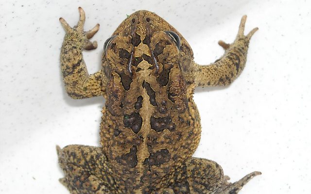 Southern Toad reference