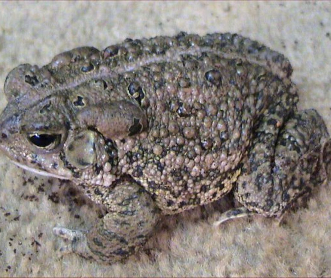 Anaxyrus woodhousii reference