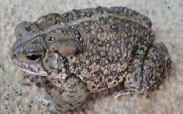 Woodhouse's Toad reference