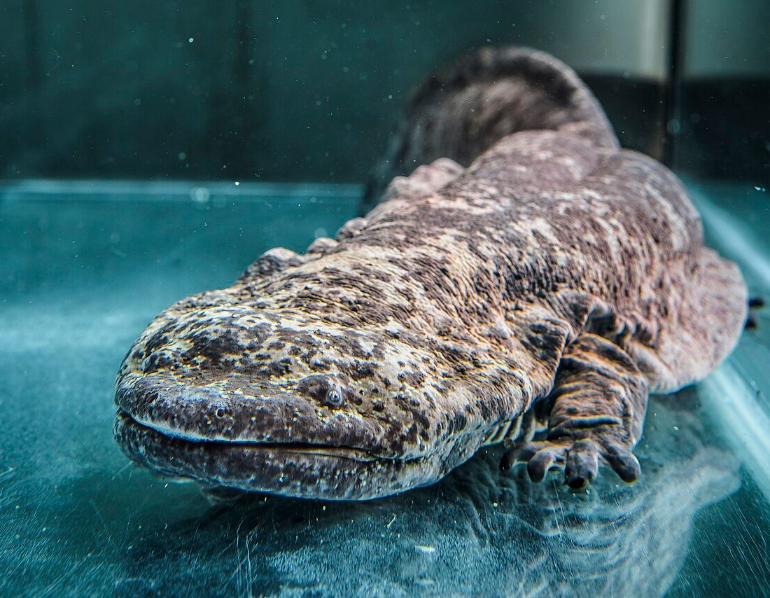Chinese Giant Salamander reference