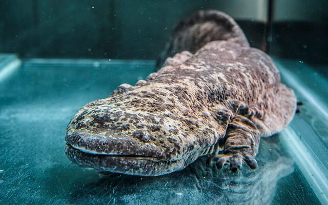 Chinese Giant Salamander reference