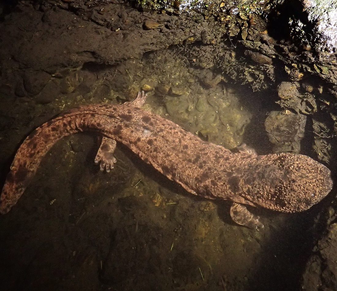 Japanese Giant Salamander reference