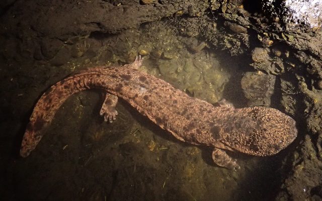Japanese Giant Salamander reference
