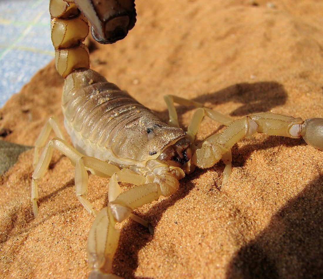 Yellow Fat-tailed Scorpion reference