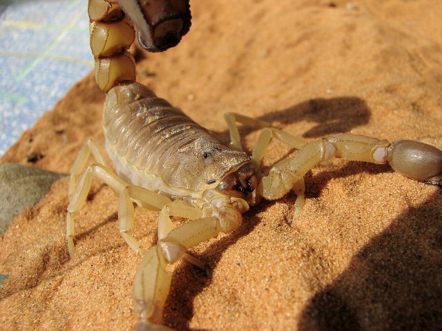 Sahara Fat-tailed Scorpion reference