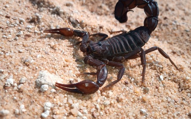 Arabian Fat-tailed Scorpion reference