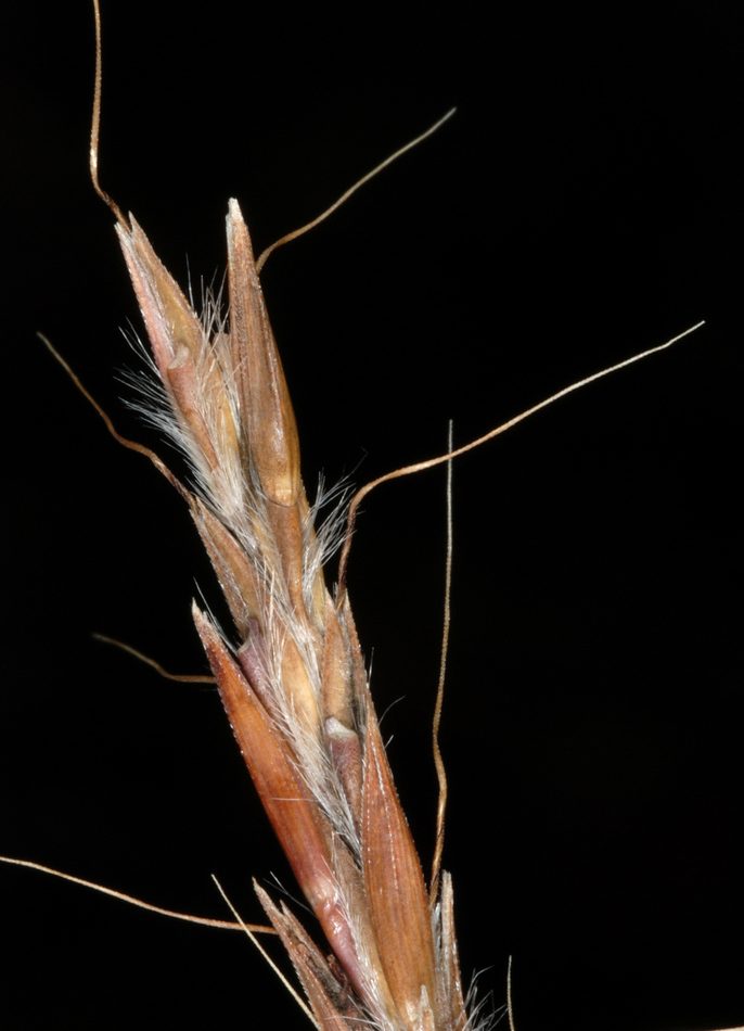 big bluestem reference