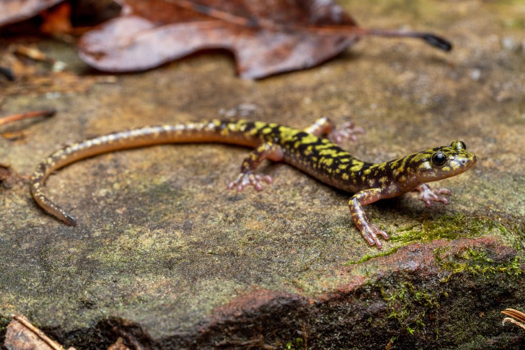 Green Salamander reference