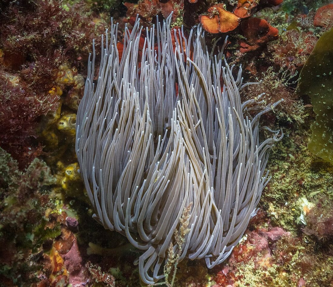 Snakelocks Anemone reference