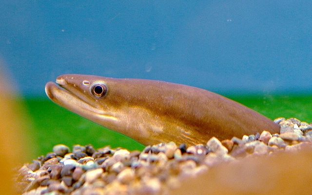 Japanese Eel reference