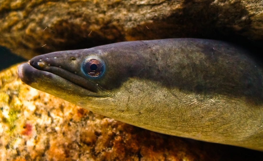 American Eel reference