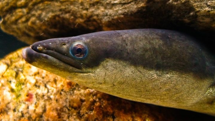 American Eel