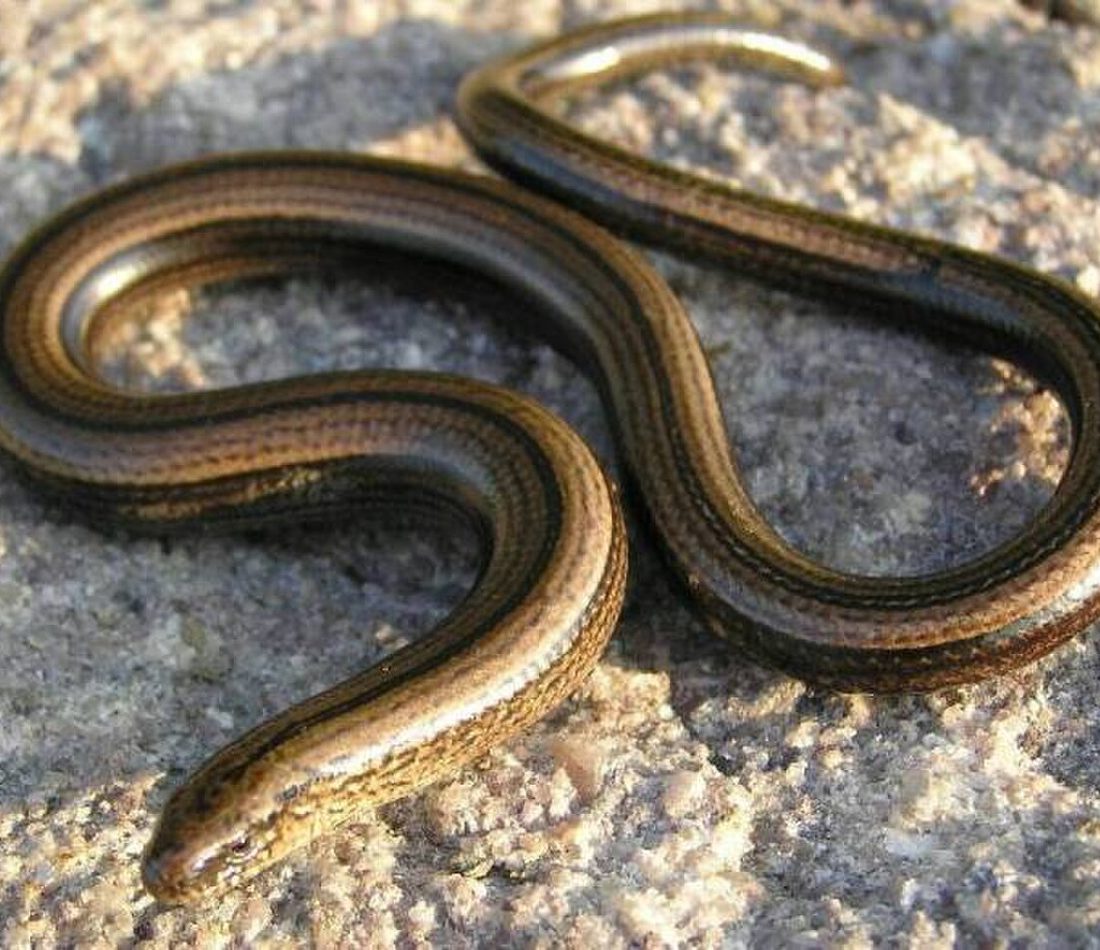 Common Slowworm reference