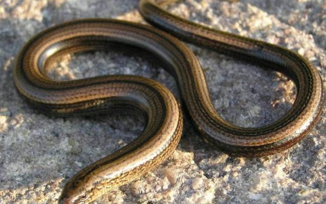 Slow Worm reference