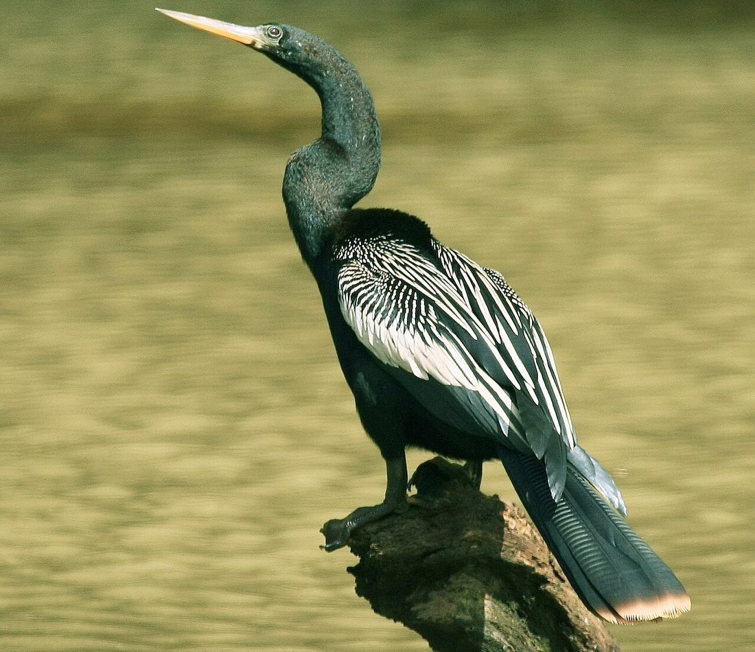 Anhinga reference