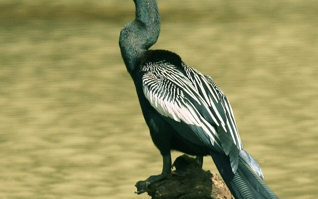 Anhinga reference