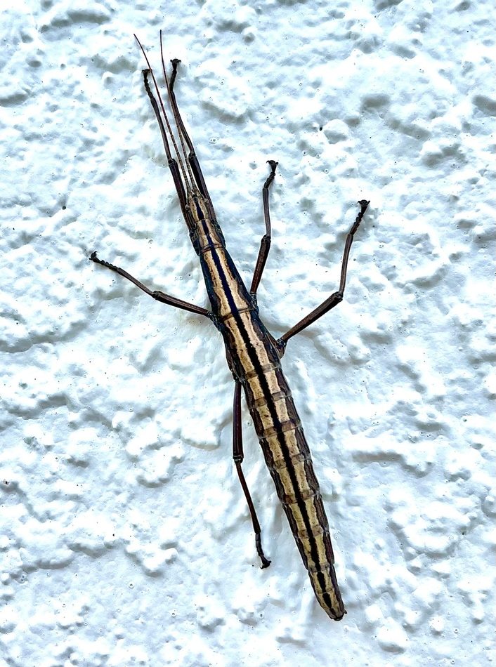 Southern Two-striped Walkingstick reference