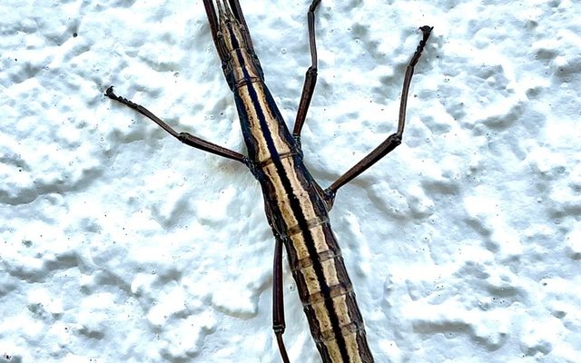 Two-striped Walkingstick reference